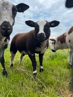 Bont ooilam, Vrouwelijk, Schaap