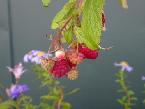 biologische planten, struikjes, boompjes, Tuin en Terras, Planten | Bomen, Overige soorten, Minder dan 100 cm, Volle zon, Ophalen