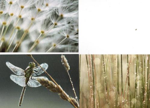 Natuurkunst 3 ansichtkaarten postfris, Verzamelen, Ansichtkaarten | Dieren, Ongelopen, Overige soorten, Verzenden