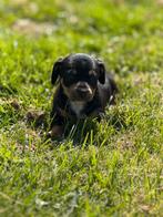 Uniek nestje teckelpupjes – Blue Merle & Black and Tan (met, Dieren en Toebehoren, Honden | Teckels en Dashonden, CDV (hondenziekte)