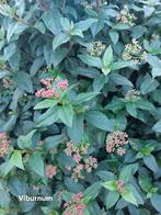 Viburnum tinus, Ophalen, Overige soorten, Struik