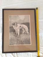 Barzoi, windhond.  twee lieverds op zoek naar een kale muur, Ophalen of Verzenden