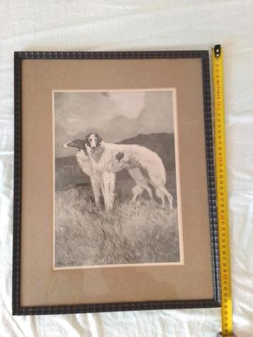 Barzoi, windhond.  twee lieverds op zoek naar een kale muur beschikbaar voor biedingen