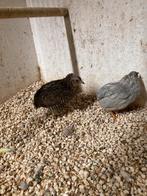 Chinese dwergkwartels, Dieren en Toebehoren, Meerdere dieren