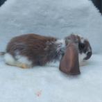 Lieve jonge franse hangoor konijnen te koop, Groot, Hangoor, 0 tot 2 jaar