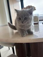 Britse korthaar kittens, Dieren en Toebehoren, Katten en Kittens | Raskatten | Korthaar, Kater, Ontwormd, 0 tot 2 jaar
