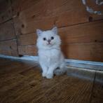 KLAAR VOOR VERTREK 4 Britse langhaar kittens, Dieren en Toebehoren, Katten en Kittens | Raskatten | Langhaar, Meerdere dieren