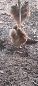 Te koop broedeieren vd zijdehoender.  1 euro per stuk., Dieren en Toebehoren, Geslacht onbekend, Kip