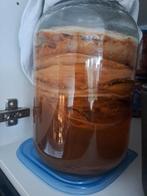 Scoby voor Kombucha ..., Diversen, Levensmiddelen, Ophalen