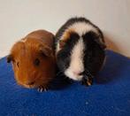2 zeugjes, driekleur US teddy en roodbont gladhaar, Dieren en Toebehoren, Knaagdieren, Cavia, Juli, Vrouwelijk, Tam