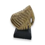 Kies Olifant replica PREPARATENSHOP, Ophalen of Verzenden, Gebruikt, Wild dier, Overige typen