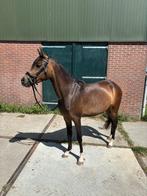 Lieve welsh D merrie met stamboom, Dieren en Toebehoren, Pony's, Merrie, B, Gechipt, Dressuurpony