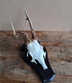 Misgroeid reegewei schedel gewei ree, Ophalen of Verzenden, Hert, Schedel