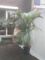 Kentiapalm, kamerpalm, Ophalen, 200 cm of meer, Palm, Halfschaduw