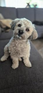 Oppas gezocht voor onze Bailey