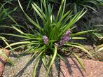 Leliegras (Liriope muscari 'Big Blue') money maker, Tuin en Terras, Planten | Tuinplanten, Ophalen, Zomer, Overige soorten, Halfschaduw