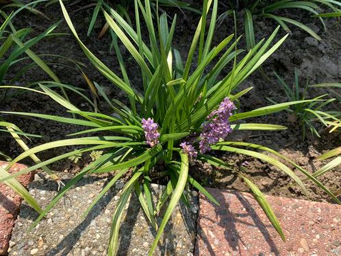 Leliegras (Liriope muscari 'Big Blue') money maker, Tuin en Terras, Planten | Tuinplanten, Overige soorten, Halfschaduw, Zomer