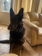 Raika zoekt nieuw huisje, Dieren en Toebehoren, 6 jaar of ouder, Reu, CDV (hondenziekte), Eén hond