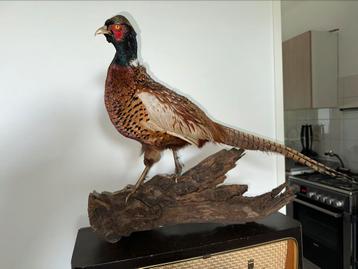 Fraai opgezette fazant op boomstronk taxidermie beschikbaar voor biedingen