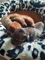 4 mooie jack russel pups te koop!!!! 3x vrouw 1x man, Rabiës (hondsdolheid), Jack Russell Terriër, 8 tot 15 weken, Meerdere