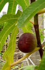 Stek van biologische vijg -Ficus carica 'Rouge de Bordeaux', Ophalen, Minder dan 100 cm, Overige soorten, Volle zon