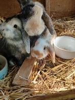 Konijntjes, hangoortjes . NHD, Meerdere dieren, Dwerg, Hangoor