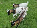 Dwergbokken, Dieren en Toebehoren, Schapen, Geiten en Varkens, Mannelijk, Geit