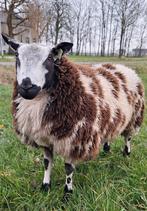 Bonte dekram, Mannelijk, Schaap