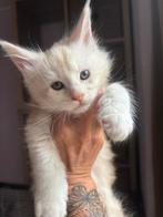 Maincoon kittens met stamboom, Meerdere dieren, Gechipt, 0 tot 2 jaar