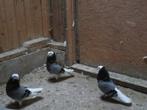4 mooie oud hollandse capucijnen blauw geband sierduiven, Meerdere dieren, Overige soorten