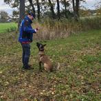 Mooie, superlieve Mechelse herder reu van 18 maanden, Dieren en Toebehoren, Reu, 1 tot 2 jaar, Eén hond, Herder