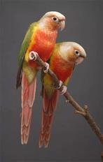 koppel pyrrhura pineappel red, Meerdere dieren, Parkiet, Geringd