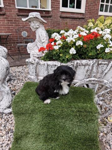 Te koop mooie speelse boomer pups  beschikbaar voor biedingen