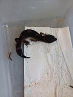 Luipaardgekko BN Cross, Dieren en Toebehoren, Reptielen en Amfibieën, Hagedis, 0 tot 2 jaar