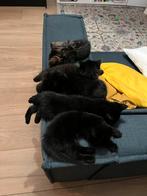 kitten, Dieren en Toebehoren, Poes, Gechipt, 0 tot 2 jaar