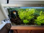 Compleet tropisch  aquarium te koop., Dieren en Toebehoren, Vissen | Aquaria en Toebehoren, Ophalen, Zo goed als nieuw, Gevuld zoetwateraquarium