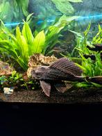 Pleco algeneter, hoge rugvin, Dieren en Toebehoren, Vis