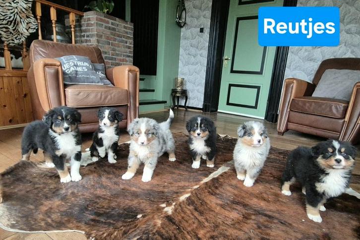australian shepherd  x  Berner Sennen pups, Dieren en Toebehoren, Honden | Herdershonden en Veedrijvers, Meerdere dieren, Herder
