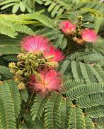 Gevraagd     Perzische slaapboom   groen of bruin, Overige soorten, 100 tot 250 cm, Zomer, Ophalen