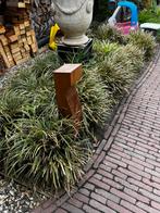 Carex morrowii 'Ice Dance' wintergroen siergras, Tuin en Terras, Ophalen, Siergrassen