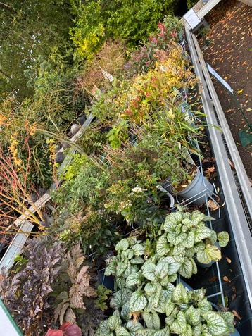 50% korting op alle vaste planten en heesters (behalve haag) beschikbaar voor biedingen