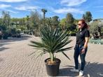 Yucca gloriosa - palmlelie te koop, Overige soorten, Vaste plant, Ophalen of Verzenden, Halfschaduw