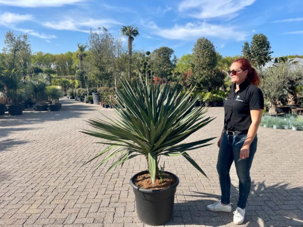 Yucca gloriosa - palmlelie te koop, Tuin en Terras, Planten | Tuinplanten, Vaste plant, Overige soorten, Halfschaduw, Zomer, Ophalen of Verzenden
