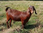 Twee red kalahary boergeiten te koop, Dieren en Toebehoren, Schapen, Geiten en Varkens, Vrouwelijk, Geit, 0 tot 2 jaar