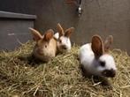 Mooie lieve lotharinger konijnen, Dieren en Toebehoren, Konijnen, Meerdere dieren, Groot