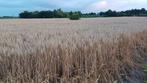Stro, Dieren en Toebehoren, Dierenvoeding, Ophalen, Vee