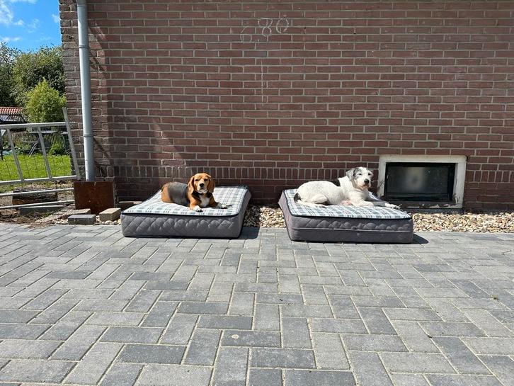 Nieuw kleinschalig huiselijk logeeradres voor uw hond, Diensten en Vakmensen, Dieren | Honden | Verzorging, Oppas en Les, Particuliere oppas