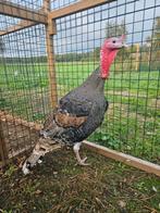 Kipfilet zoekt een huisje! ( Kalkoen ), Dieren en Toebehoren, Pluimvee, Mannelijk, Kalkoen