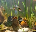 Guppy's, Dieren en Toebehoren, Vis, Zoetwatervis