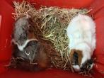 Twee cavia's..., Dieren en Toebehoren, Knaagdieren, Mannelijk, Cavia, Voor 1 juli 2024